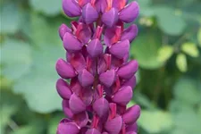 Westcountry Lupine 'Masterpiece' 1,3 Liter Topf