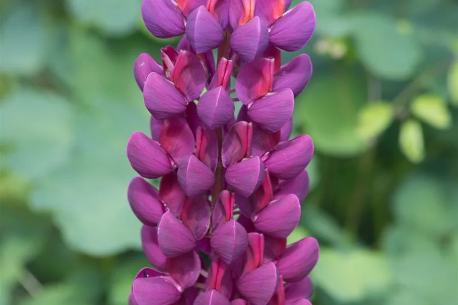 Westcountry Lupine 'Masterpiece' 1,3 Liter Topf