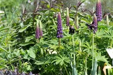 Westcountry Lupine 'Masterpiece' 1,3 Liter Topf