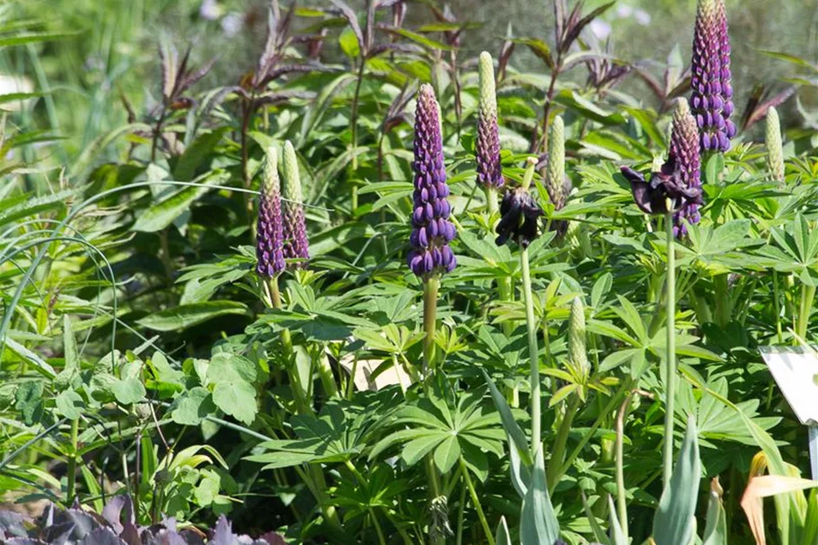 Westcountry Lupine 'Masterpiece' 1,3 Liter Topf