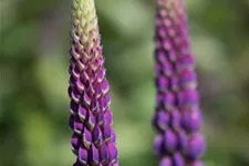 Westcountry Lupine 'Masterpiece' 1,3 Liter Topf