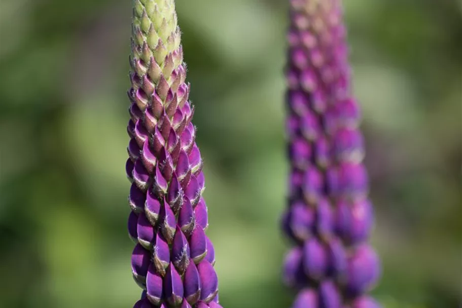 Westcountry Lupine 'Masterpiece' 1,3 Liter Topf