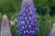 Westcountry Lupine 'Persian Slipper' 1 Liter Topf