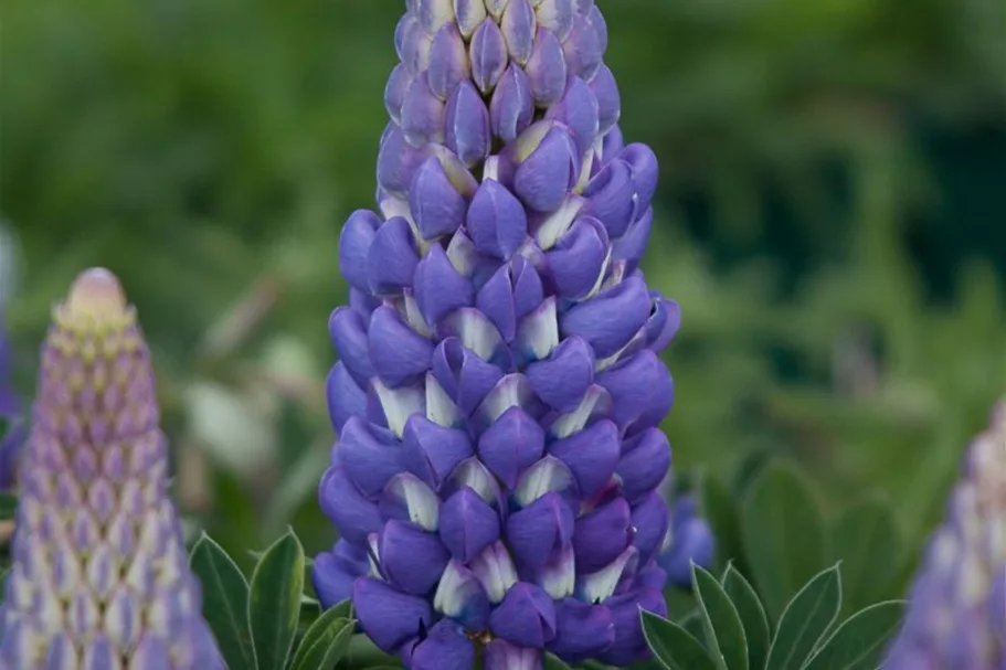 Westcountry Lupine 'Persian Slipper' 1 Liter Topf