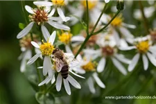 Sperrige Aster 'Tradescant' 9 x 9 cm Topf 0,5 Liter