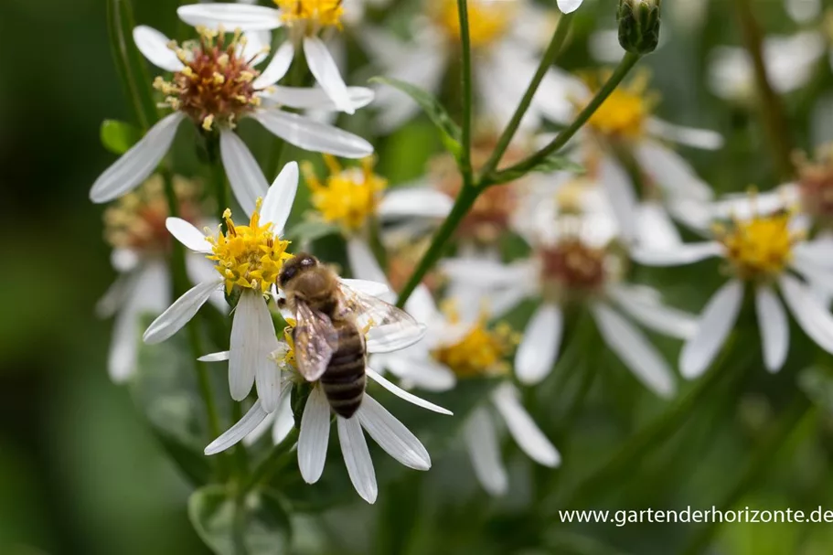 Sperrige Aster 'Tradescant' 9 x 9 cm Topf 0,5 Liter