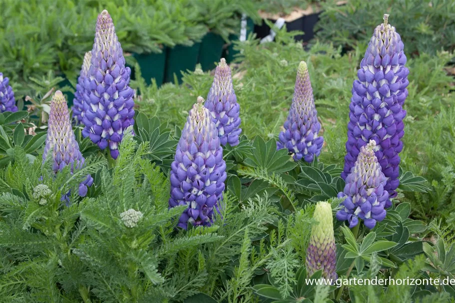 Westcountry Lupine 'Persian Slipper' 1 Liter Topf