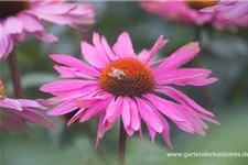 Scheinsonnenhut 'Bienenpflanze Purple Prairie' 9 x 9 cm Topf 0,5 Liter