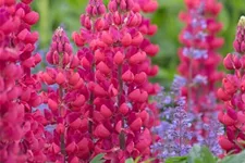 Westcountry Lupine 'Red Rum' 1 Liter Topf