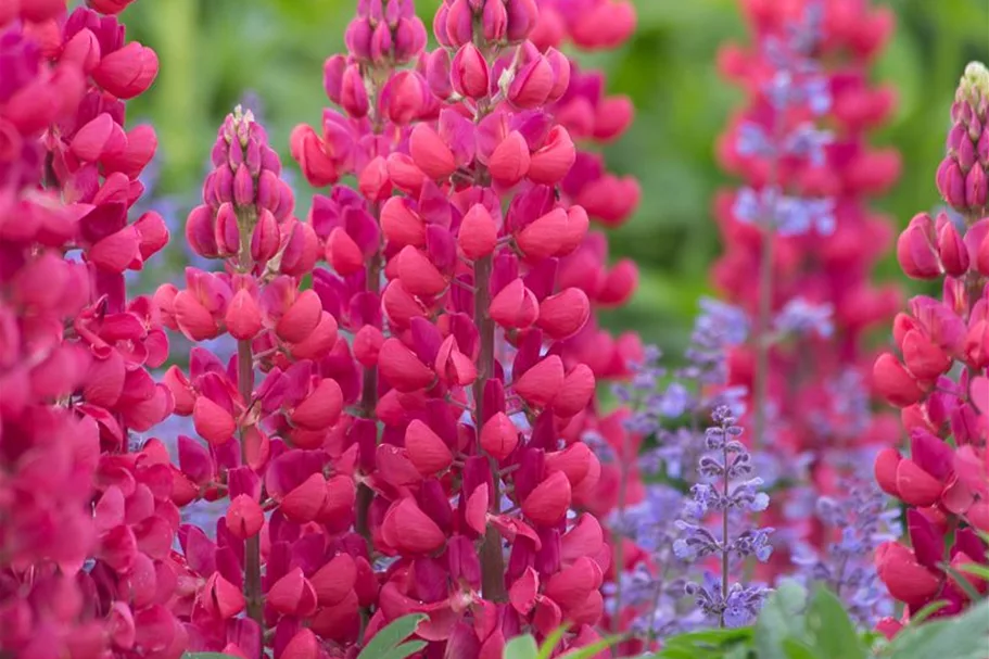 Westcountry Lupine 'Red Rum' 1 Liter Topf