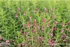 Rosa Wiesenknopf 'Pink Tanna' 1 Liter Topf