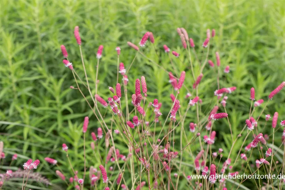 Rosa Wiesenknopf 'Pink Tanna' 1 Liter Topf