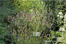 Rosa Wiesenknopf 'Pink Tanna' 1 Liter Topf