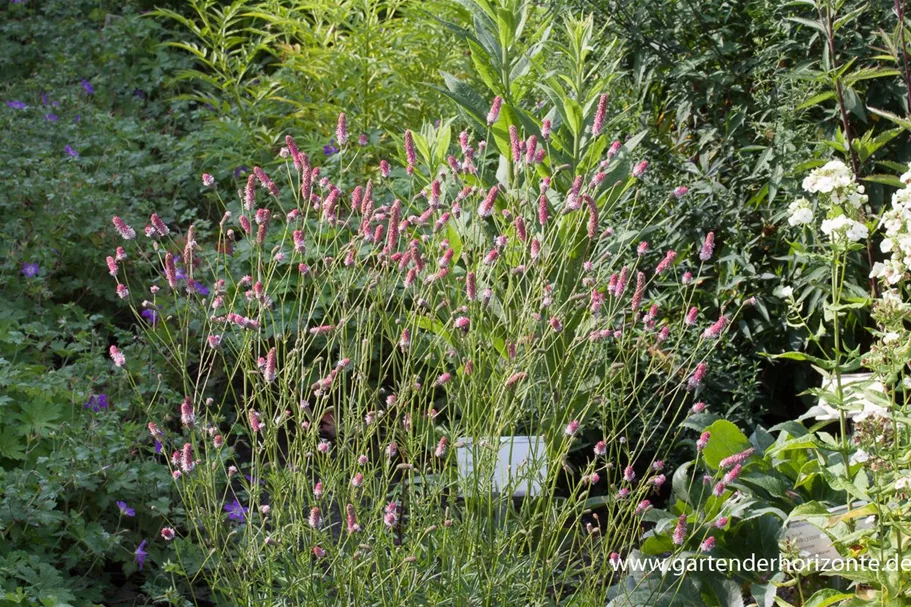 Rosa Wiesenknopf 'Pink Tanna' 1 Liter Topf