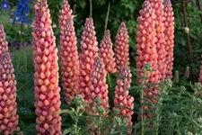 Westcountry Lupine 'Salmon Star' 1,3 Liter Topf