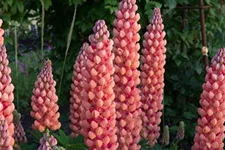 Westcountry Lupine 'Salmon Star' 1,3 Liter Topf