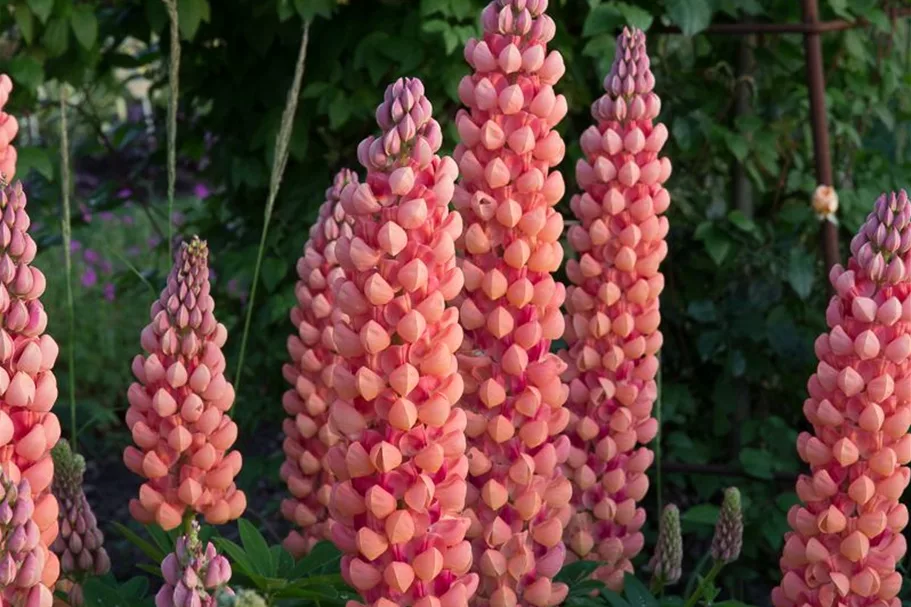 Westcountry Lupine 'Salmon Star' 1,3 Liter Topf