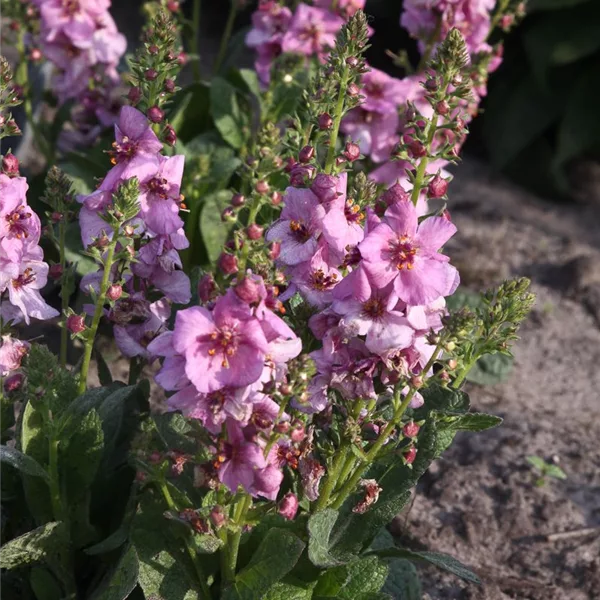 Rosablühende Königskerze 'Pink Domino'