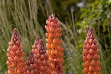 Westcountry Lupine 'Salmon Star' 1,3 Liter Topf