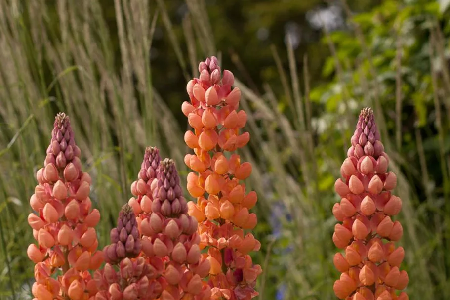 Westcountry Lupine 'Salmon Star' 1,3 Liter Topf