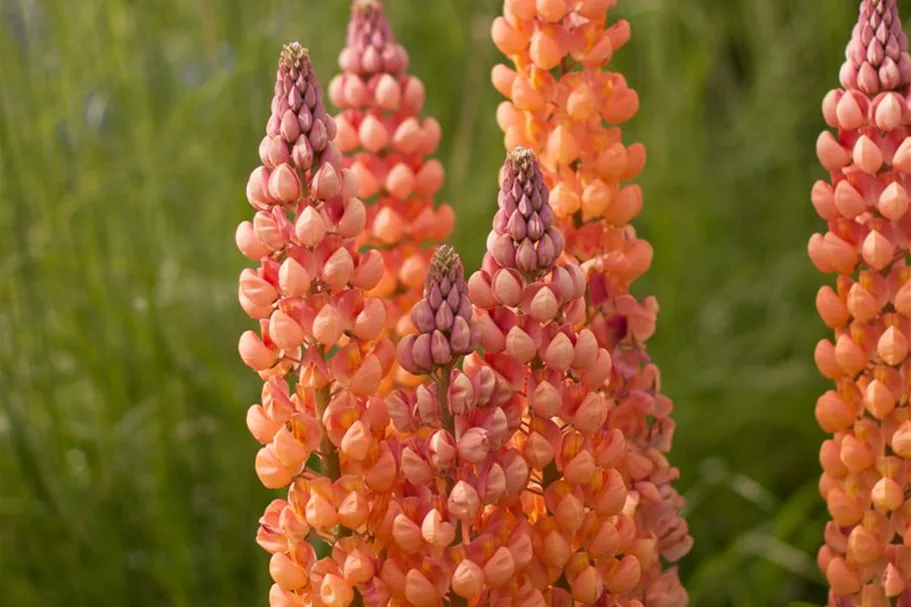 Westcountry Lupine 'Salmon Star' 1,3 Liter Topf