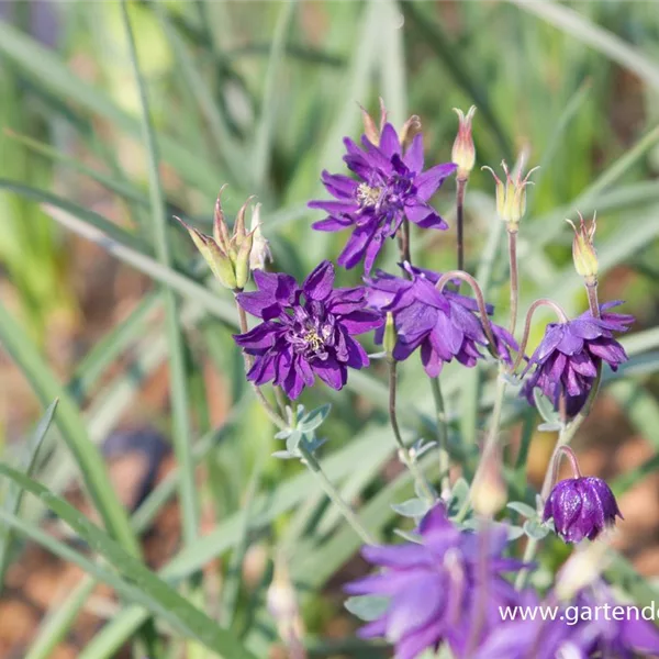 Spornlose Halbakelei 'Plena Blue Barlow'