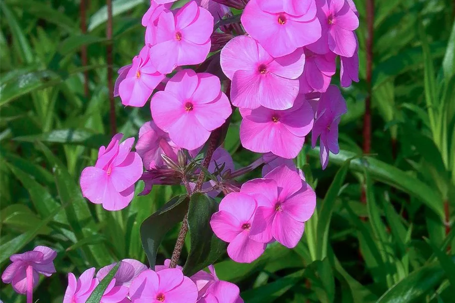 Wiesen-Flammenblume 'Magnificense' 9 x 9 cm Topf 0,5 Liter