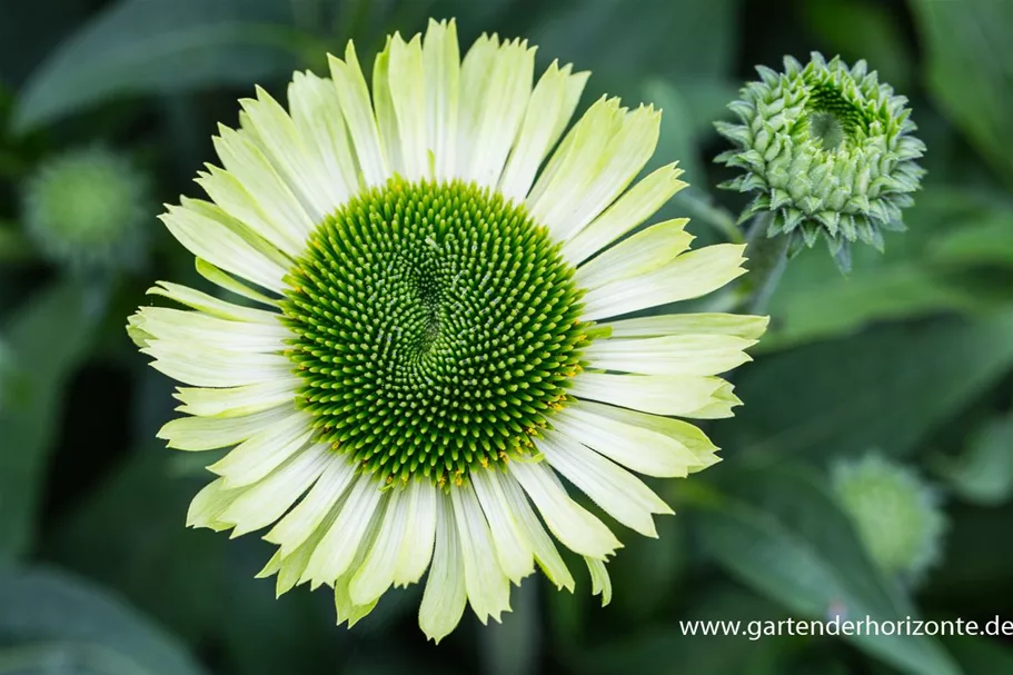 Scheinsonnenhut 'Green Jewel' 1 Liter Topf