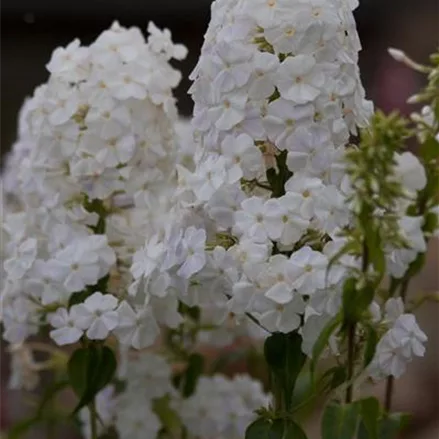 Wiesen-Flammenblume 'Miss Lingard'