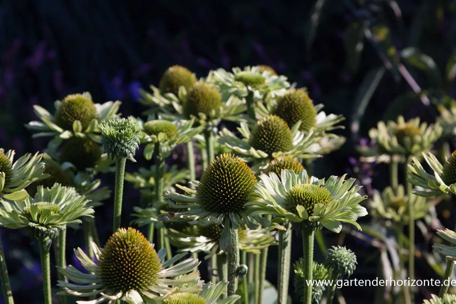 Scheinsonnenhut 'Green Jewel' 1 Liter Topf