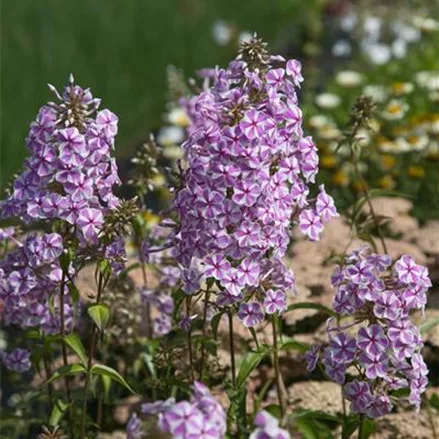 Wiesen-Flammenblume 'Natascha'