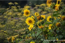 Stauden-Sonnenblume 'Capenoch Star' 1 Liter Topf