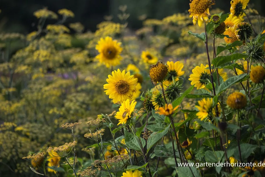 Stauden-Sonnenblume 'Capenoch Star' 1 Liter Topf