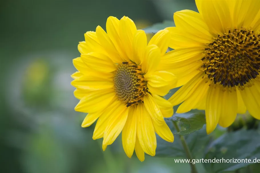 Stauden-Sonnenblume 'Capenoch Star' 1 Liter Topf