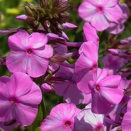 Wiesen-Flammenblume 'Rosalinde'