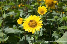 Stauden-Sonnenblume 'Capenoch Star' 1 Liter Topf