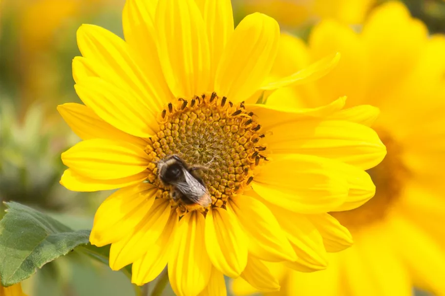 Stauden-Sonnenblume 'Capenoch Star' 1 Liter Topf