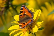 Stauden-Sonnenblume 'Meteor' 1 Liter Topf