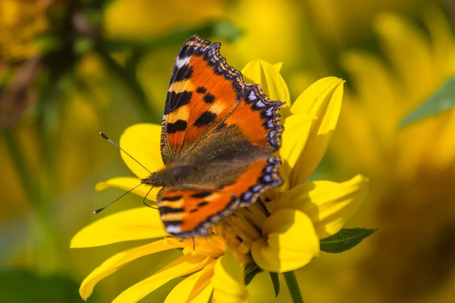 Stauden-Sonnenblume 'Meteor' 1 Liter Topf