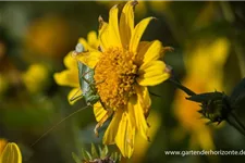 Stauden-Sonnenblume 'Meteor' 1 Liter Topf