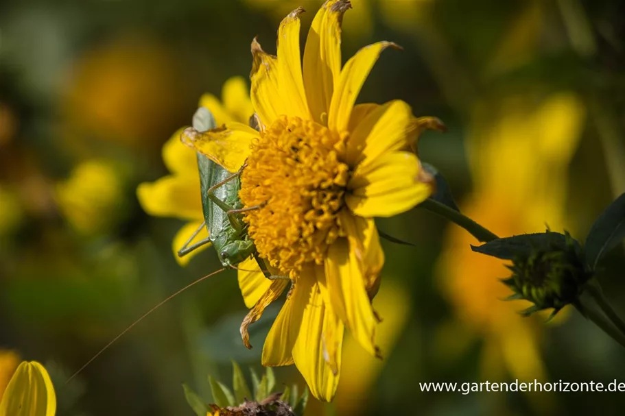 Stauden-Sonnenblume 'Meteor' 1 Liter Topf