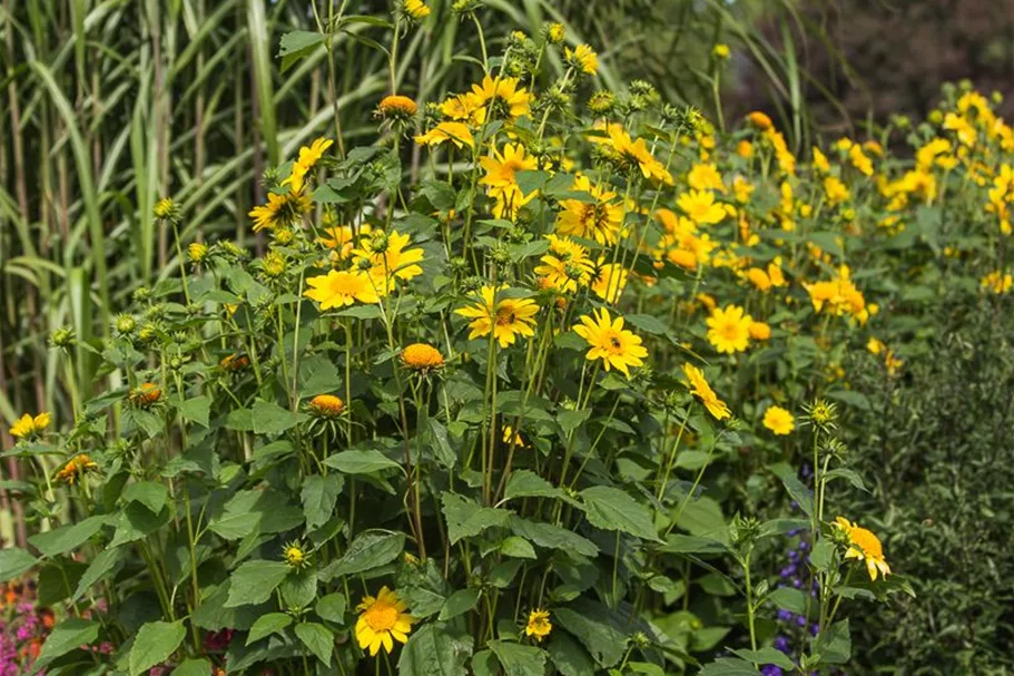 Stauden-Sonnenblume 'Meteor' 1 Liter Topf