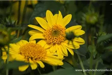 Stauden-Sonnenblume 'Meteor' 1 Liter Topf