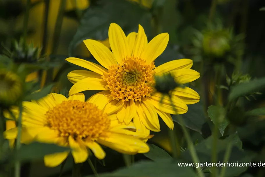 Stauden-Sonnenblume 'Meteor' 1 Liter Topf