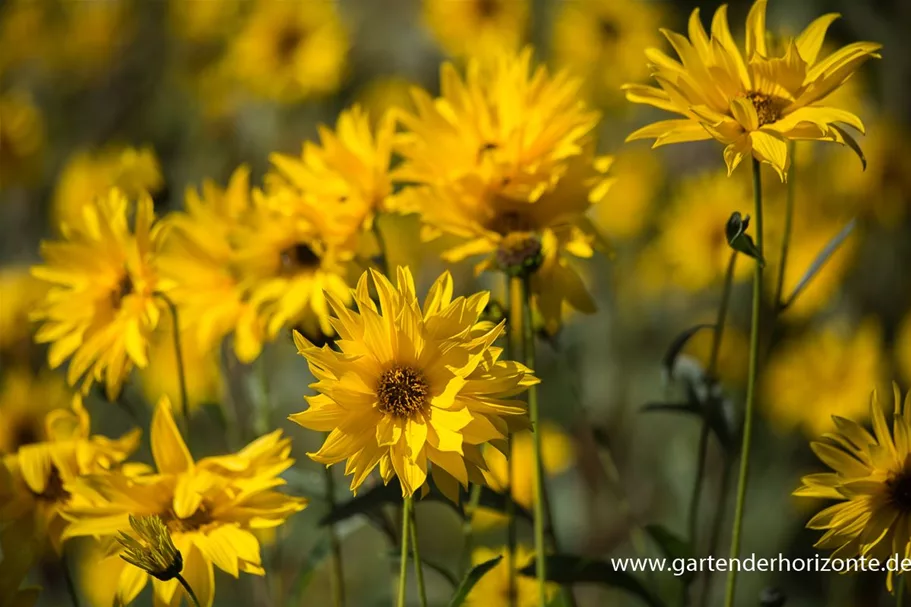 Stauden-Sonnenblume 'Monarch' 1 Liter Topf