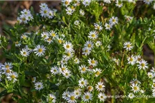 Wild-Aster 'Ashvi' 9 x 9 cm Topf 0,5 Liter