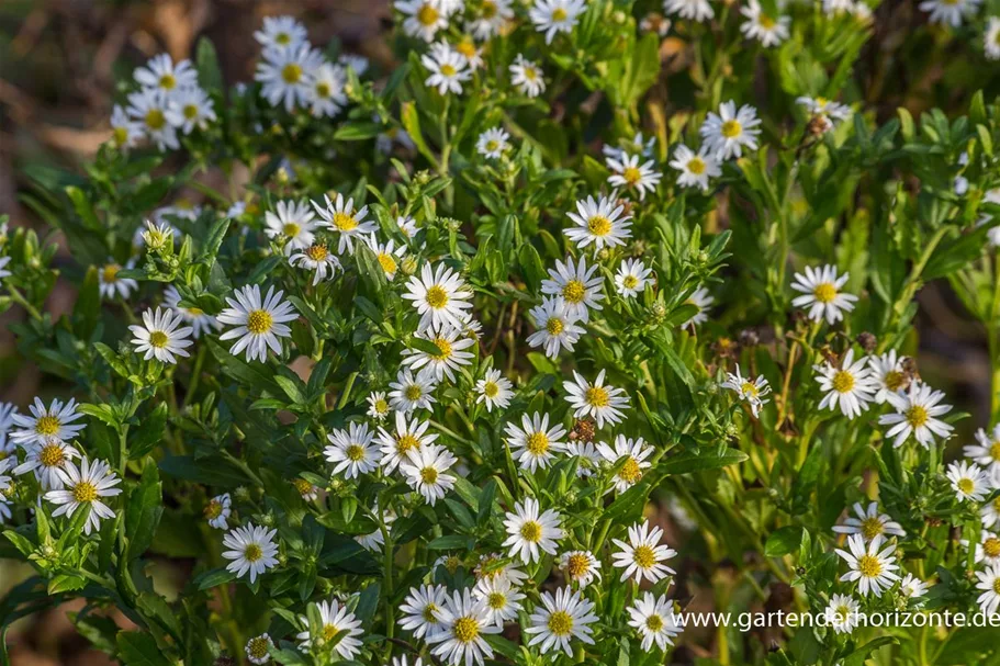 Wild-Aster 'Ashvi' 9 x 9 cm Topf 0,5 Liter