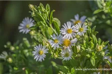 Wild-Aster 'Ashvi' 9 x 9 cm Topf 0,5 Liter