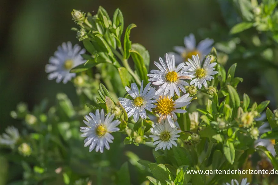 Wild-Aster 'Ashvi' 9 x 9 cm Topf 0,5 Liter