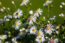 Waagerechte Aster 'Chloe' 1 Liter Topf